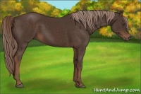 Horse Color:Liver Chestnut Rabicano 