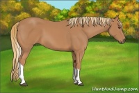 Horse Color:Chestnut Tobiano Rabicano 