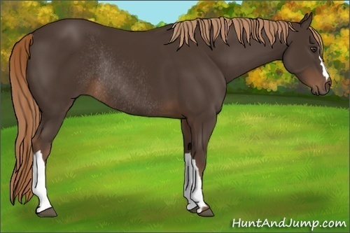 Horse Color:Liver Chestnut Rabicano 
