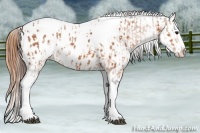 Horse Color:Bay Splash Tobiano Appaloosa  and Bay Splash Tobiano Appaloosa 