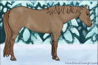 Horse Color:Liver Red Dun Rabicano 