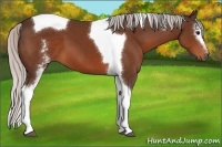 Horse Color:White Spotted Silver Brown Tobiano 