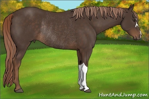 Horse Color:Liver Chestnut Rabicano 