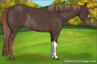 Horse Color:Liver Chestnut Rabicano 