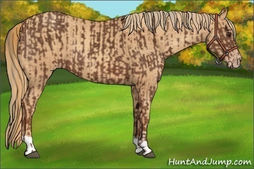 Horse Color:Chestnut and Gold Champagne