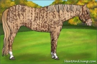 Horse Color:Chestnut and Gold Champagne