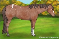 Horse Color:Bay Appaloosa