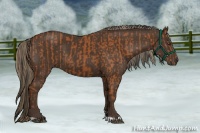 Horse Color:Bay and Liver Chestnut