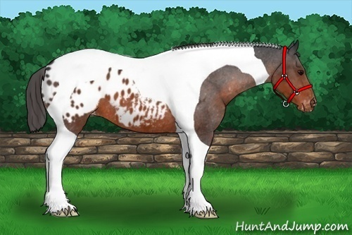 Horse Color:Brown Tobiano Blanket 