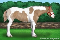 Horse Color:Liver Red Dun Sabino Tobiano Rabicano