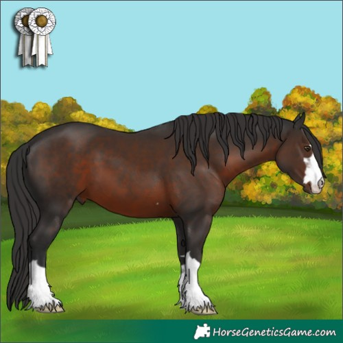 Horse Color:Liver Chestnut 