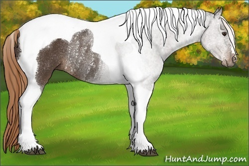 Horse Color:Liver Chestnut Tobiano Rabicano 