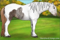 Horse Color:Liver Chestnut Tobiano Rabicano 