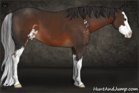 Horse Color:Liver Chestnut Sabino Splash 