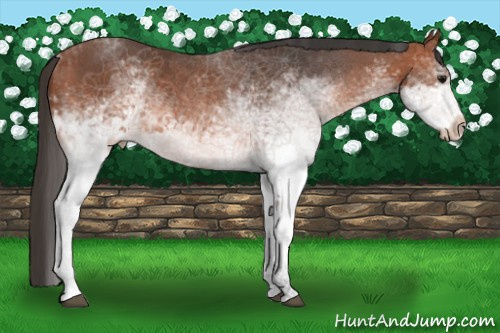 Horse Color:White Spotted Bay Appaloosa