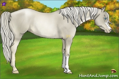 Horse Color:Chocolate Palomino Pearl Rabicano