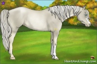 Horse Color:Chocolate Palomino Pearl Rabicano