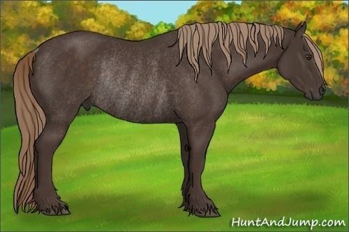 Horse Color:Liver Chestnut Rabicano