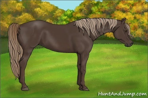 Horse Color:Liver Chestnut Rabicano 