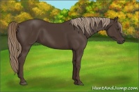 Horse Color:Liver Chestnut Rabicano 
