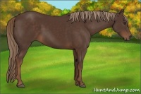 Horse Color:Liver Chestnut Rabicano 
