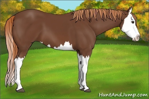 Horse Color:Unknown 