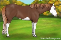 Horse Color:Unknown 