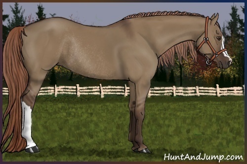 Horse Color:Liver Red Dun Rabicano 