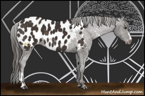 Horse Color:Liver Chestnut Appaloosa 