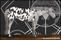 Horse Color:Liver Chestnut Appaloosa 