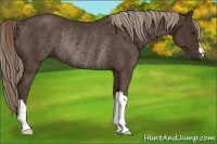 Horse Color:Liver Chestnut Rabicano 
