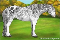 Horse Color:White Spotted Black Appaloosa
