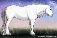 Horse Color:Liver Chestnut Appaloosa 