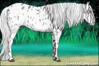 Horse Color:Silver Blue Chinchilla Roan Appaloosa Rabicano 