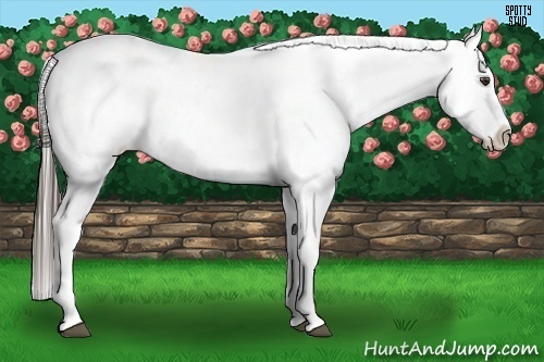 Horse Color:Liver Chestnut Tobiano Appaloosa 