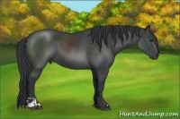 Horse Color:Black and Black Sabino