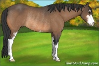 Horse Color:Buckskin Sabino Rabicano