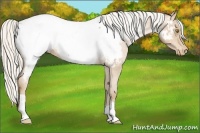 Horse Color:Silver Bay Roan Pearl Appaloosa 