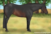 Horse Color:Brown 
