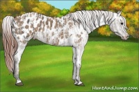 Horse Color:Grullo Appaloosa  and Bay Dun Appaloosa 