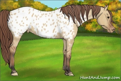 Horse Color:Bay Dun Appaloosa 