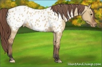 Horse Color:Bay Dun Appaloosa 
