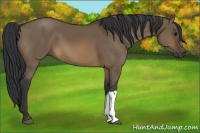 Horse Color:Brown Dun 