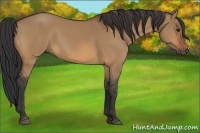 Horse Color:Bay Dun 