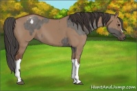Horse Color:Grullo Varnish  and Bay Dun 
