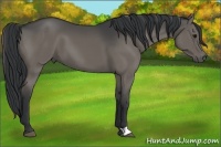 Horse Color:Grullo 