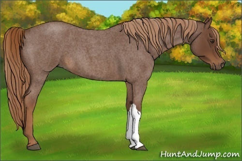 Horse Color:Red Roan 