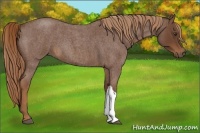 Horse Color:Red Roan 