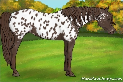 Horse Color:Liver Chestnut Appaloosa 