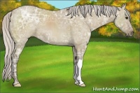 Horse Color:Silver Grullo Ice